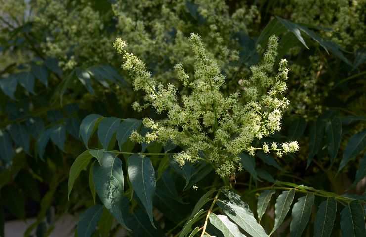 fiori albero del paradiso