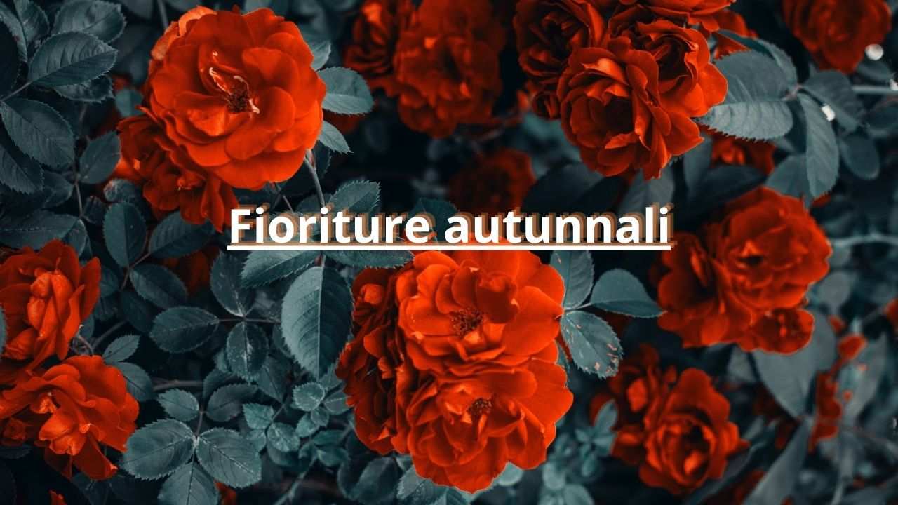 fiori da piantare in autunno