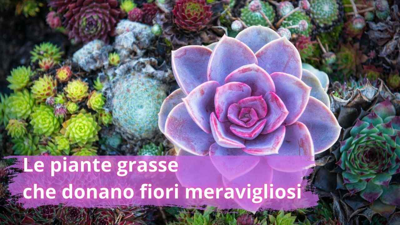 piante grasse facili