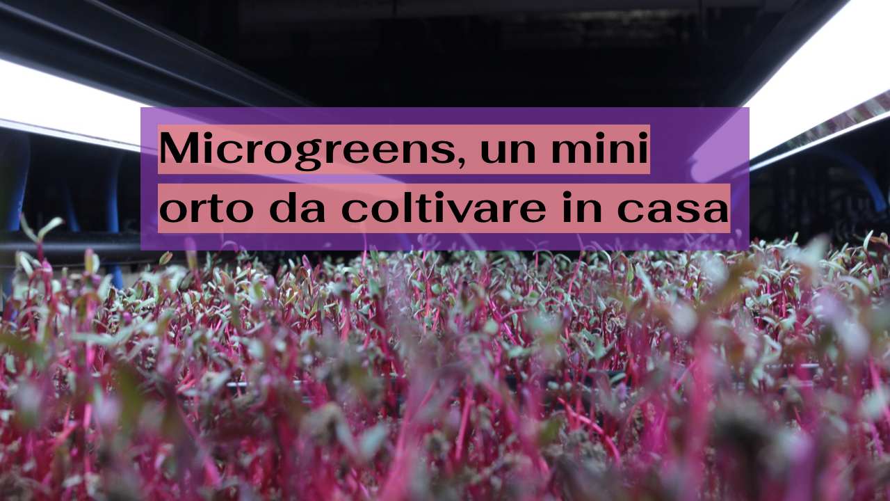 microgreens micro orto