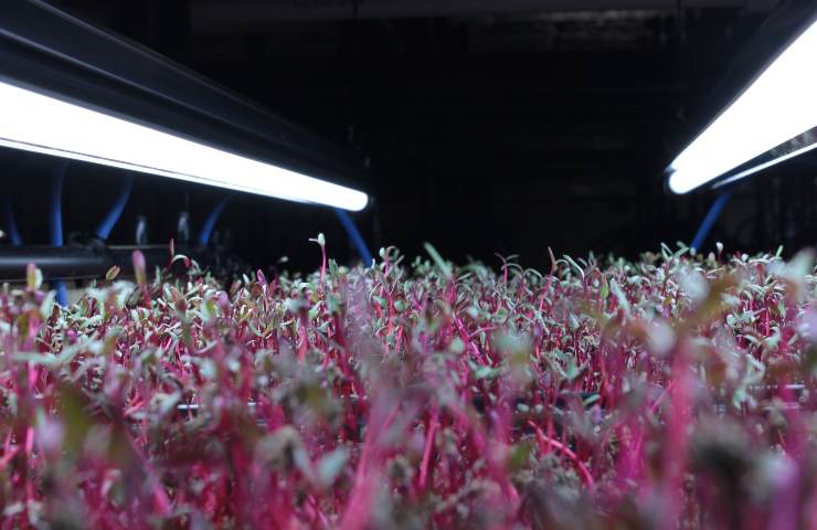 microgreens orto casa