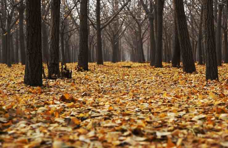 Migliaia di foglie secche ammassate