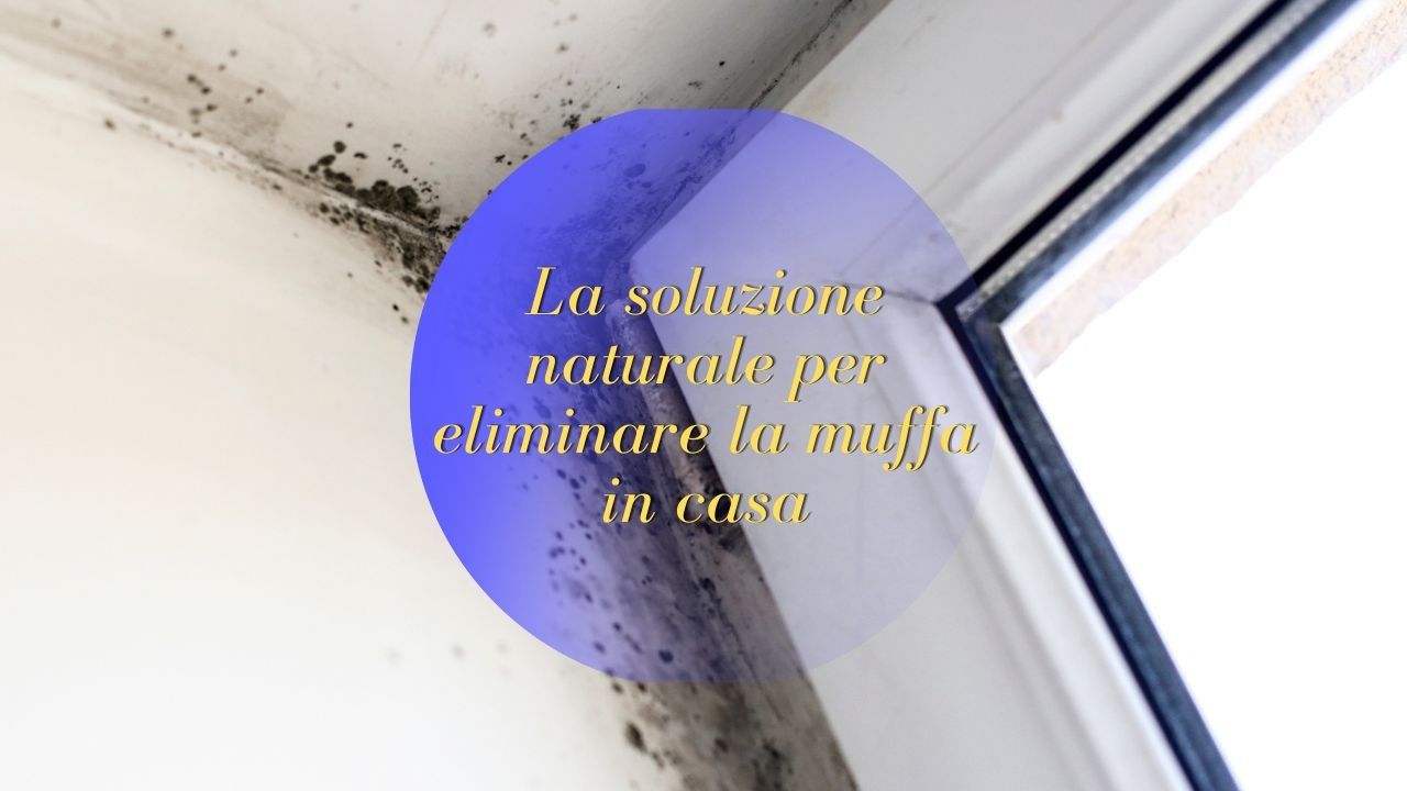 eliminare muffa stanza