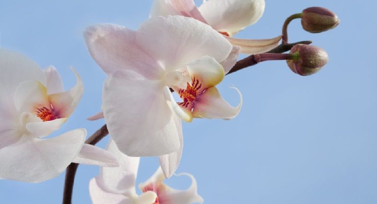 Orchidee