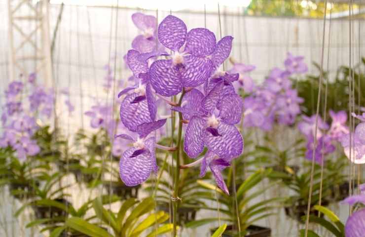 orchidea