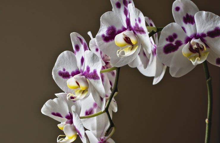 coltivare orchidea