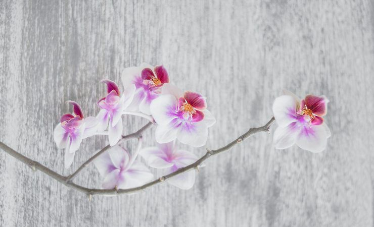 far vivere orchidea a lungo