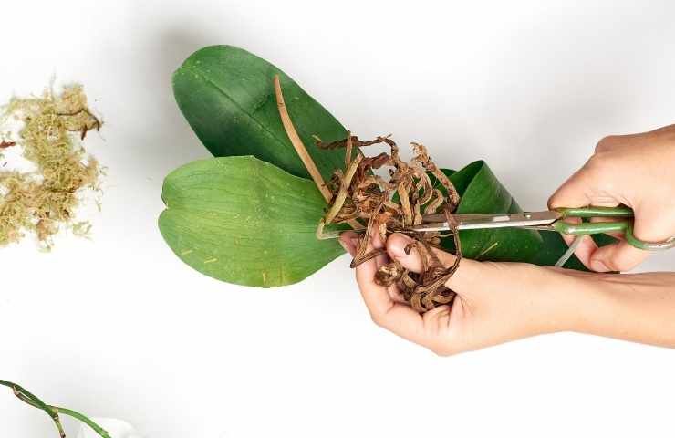 radici secche orchidea