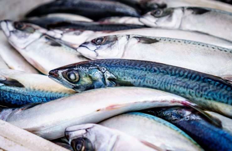 Pesce fresco attenzione freezer 