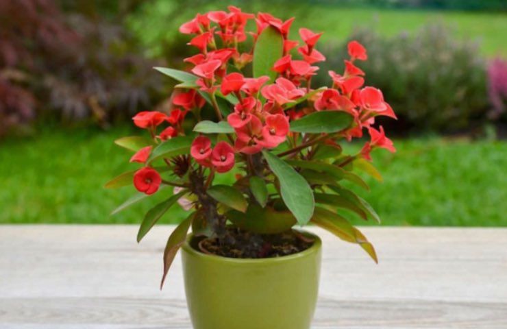 Pianta Euphorbia milii