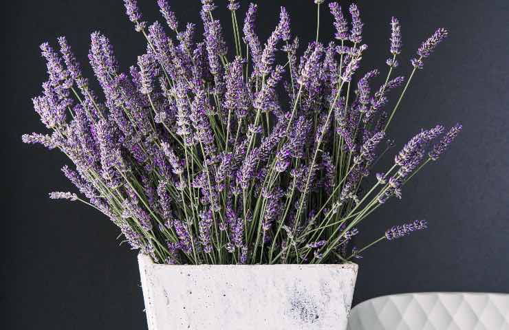 lavanda