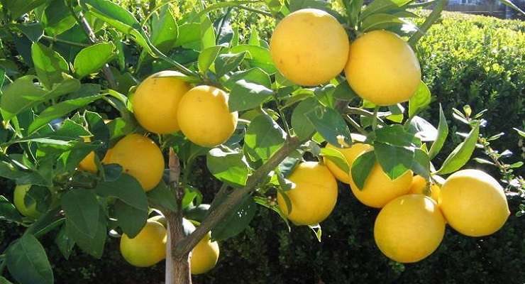 Pianta di limone trucco frutti deliziosi