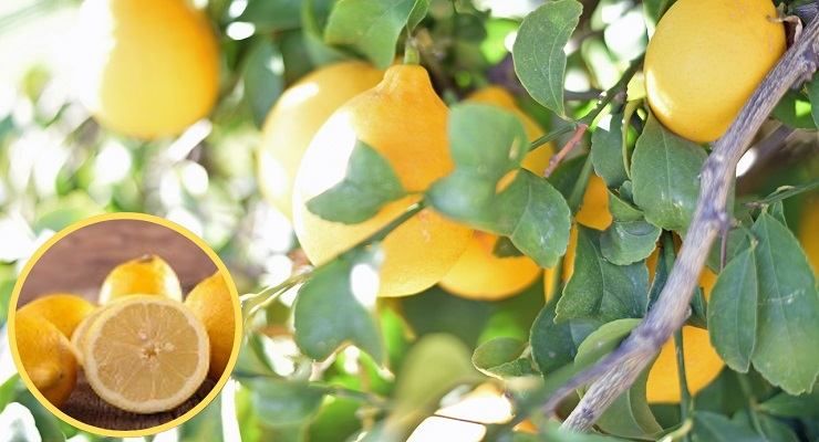 Trucci frutti deliziosi Pianta di limoni