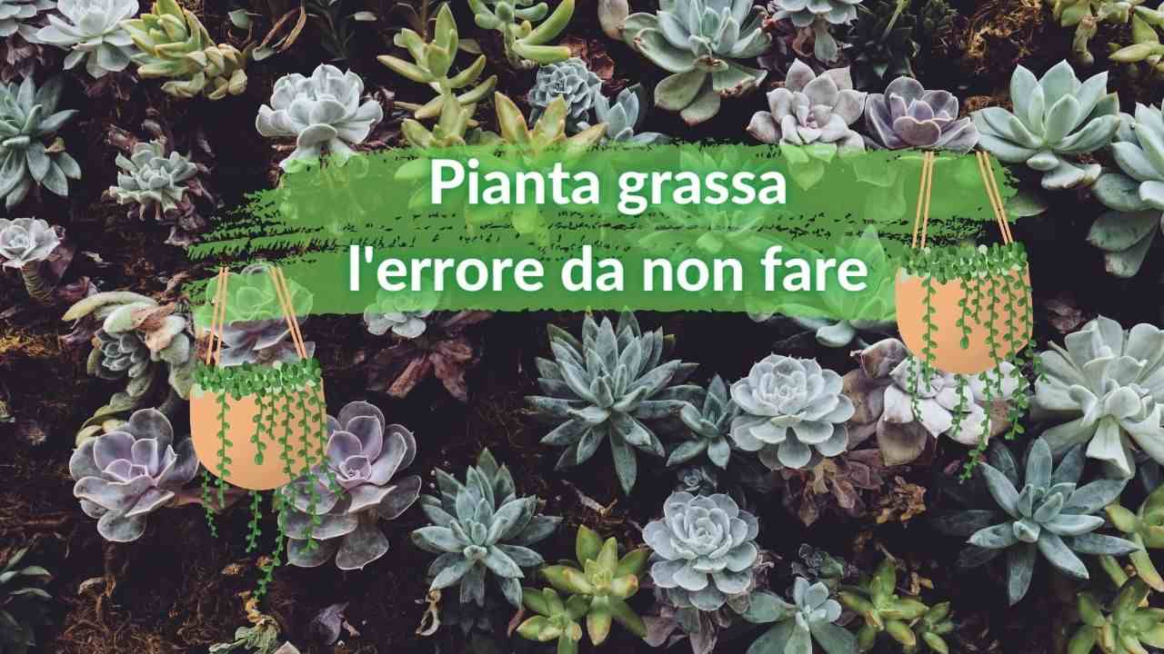 pianta grassa errore