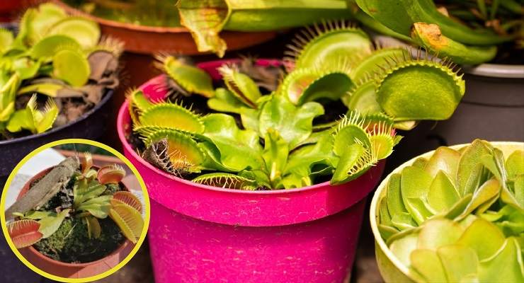 Piante carnivori per allontanare insetti