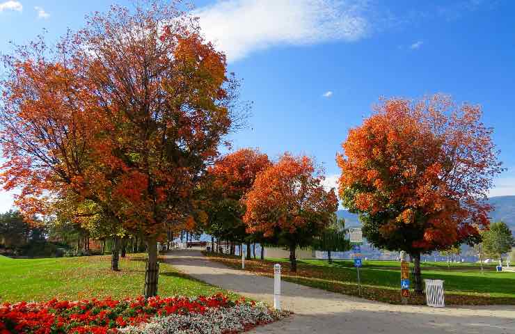 acero albero