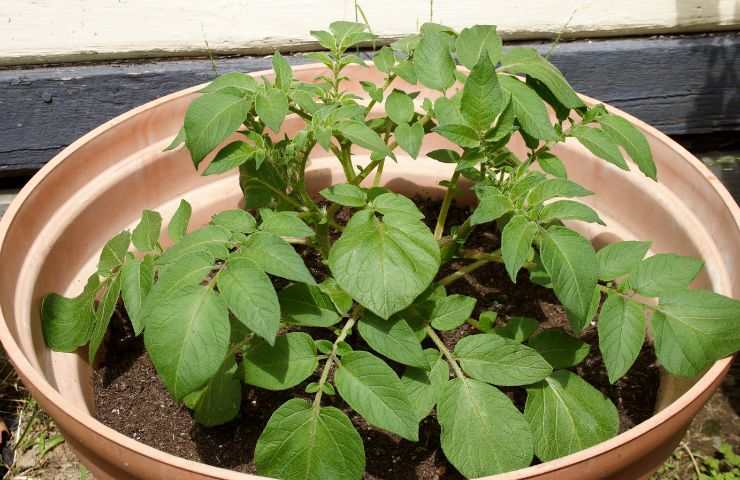 coltura patate casa