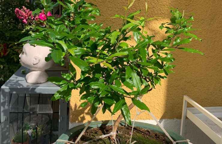 coltivazione bonsai melograno