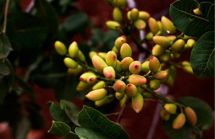 Pistacchi procedimento per piantarli