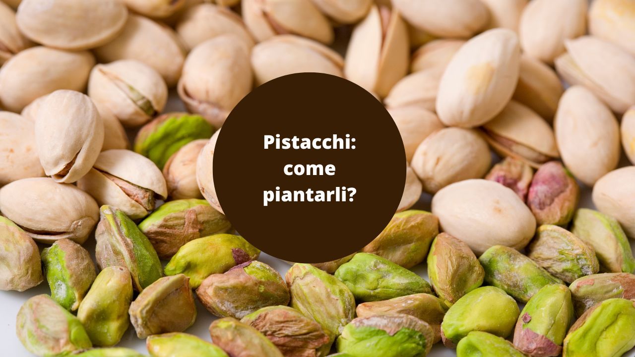 Pistacchi come piantarli