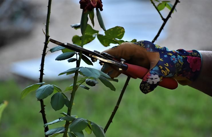 piante potare autunno