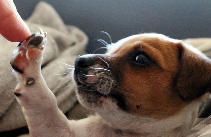 Cane attenzione in casa