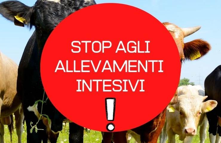 Allevamenti intensivi stop