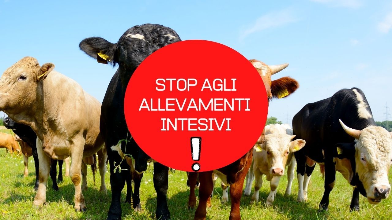 Stop allevamenti intensivi