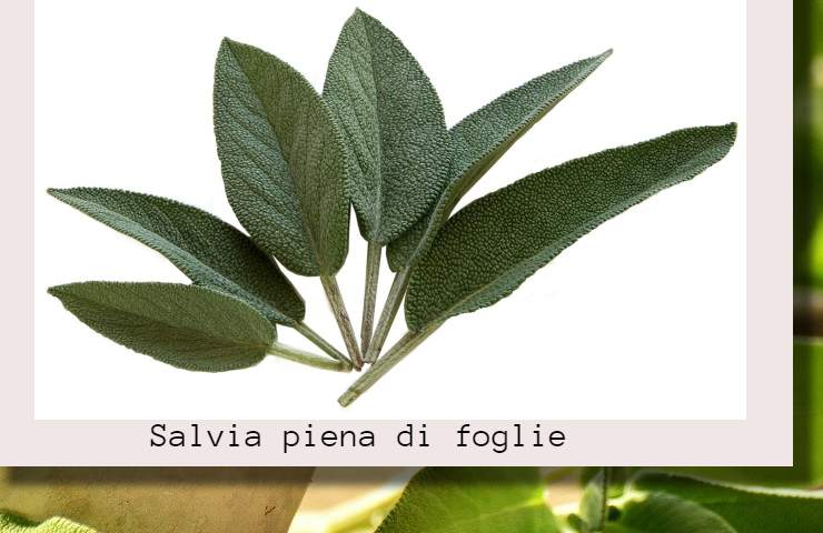 Salvia