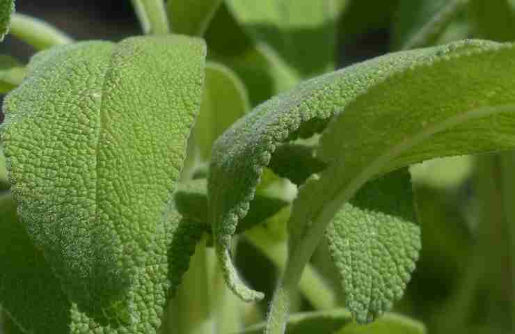 Salvia smacchiare 