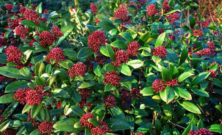 coltivare skimmia