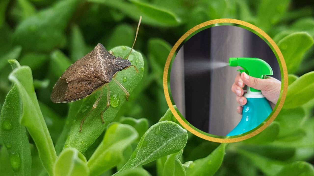 sapone naturale addio cimici