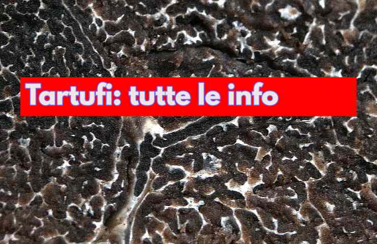 Tartufo informazioni