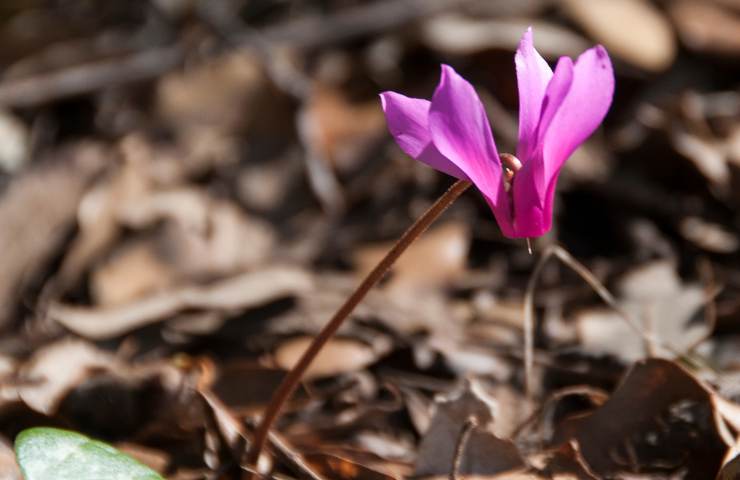 Un bel fiore di ciclamino