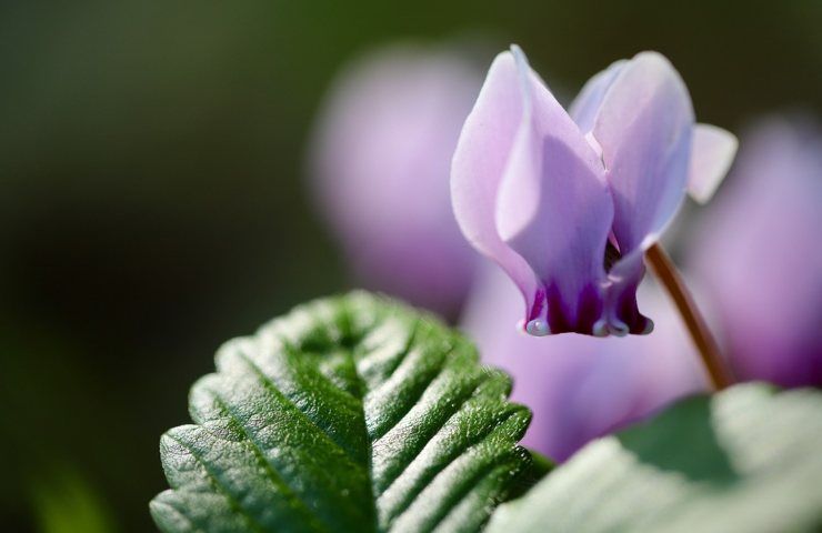 Un fiore di ciclamino