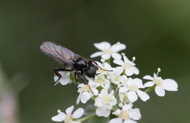 Un moscerino su di un fiore