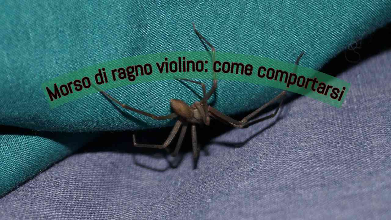 ragni violino