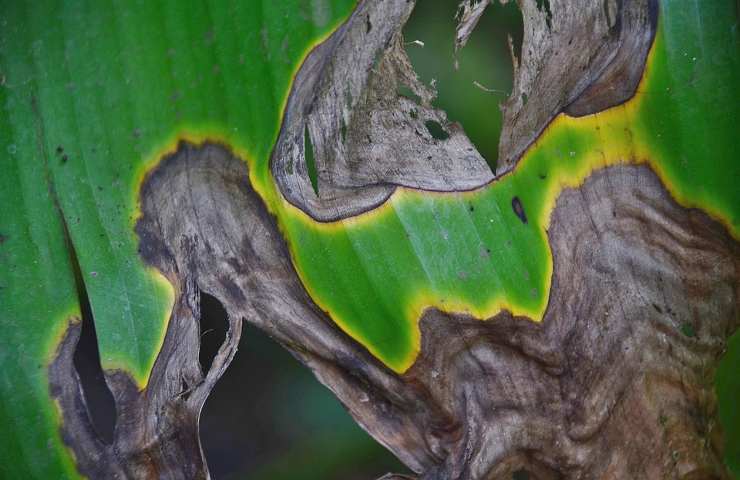 Una pianta devastata