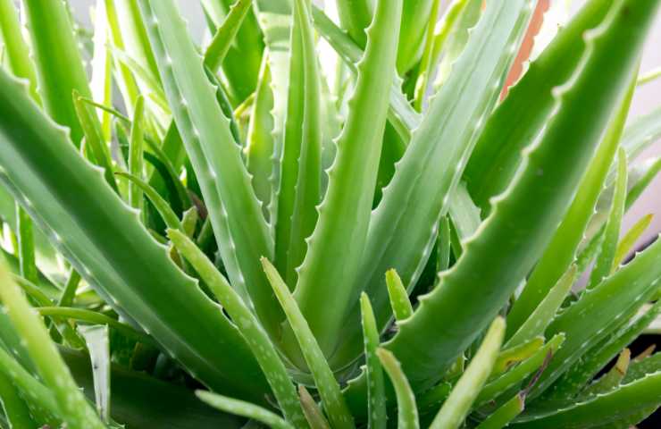 Una pianta di aloe