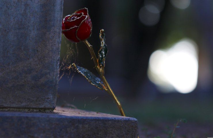 Una rosa invasa dalle ragnatele
