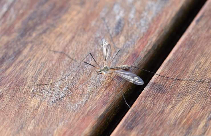 zanzare sopravvivono mesi freddi