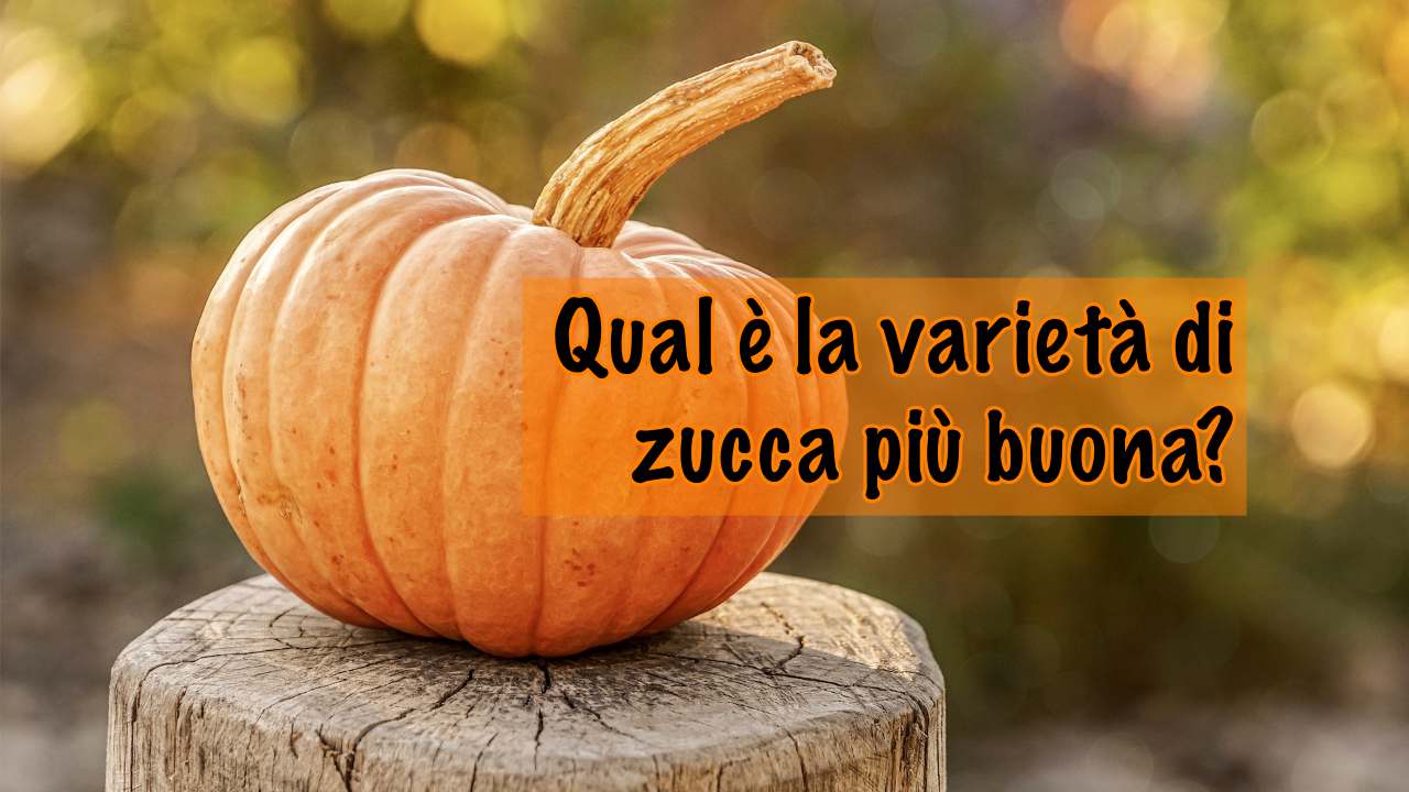 scegliere zucca migliore