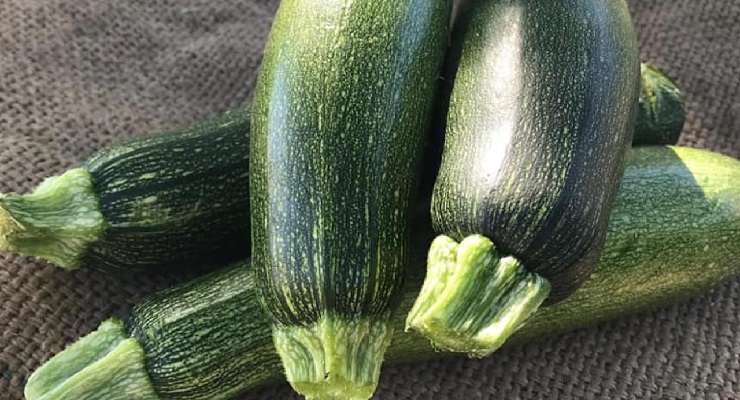 bastoncini di zucchine panati