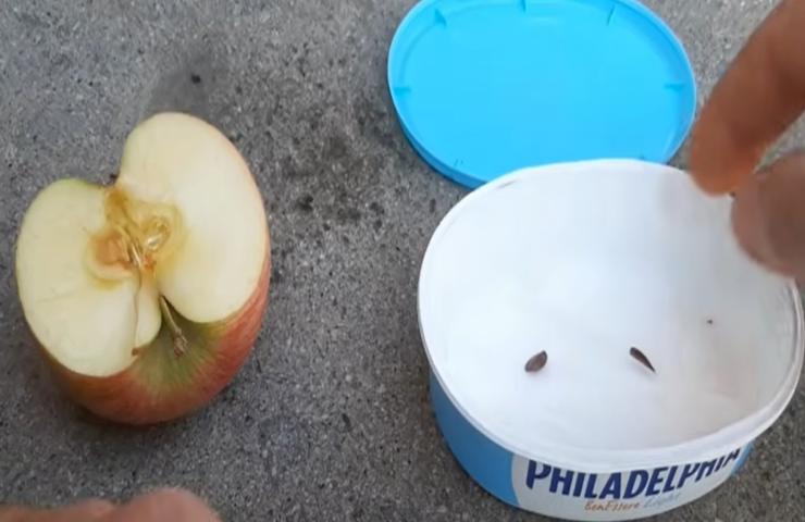 semi mela frigo risultato 