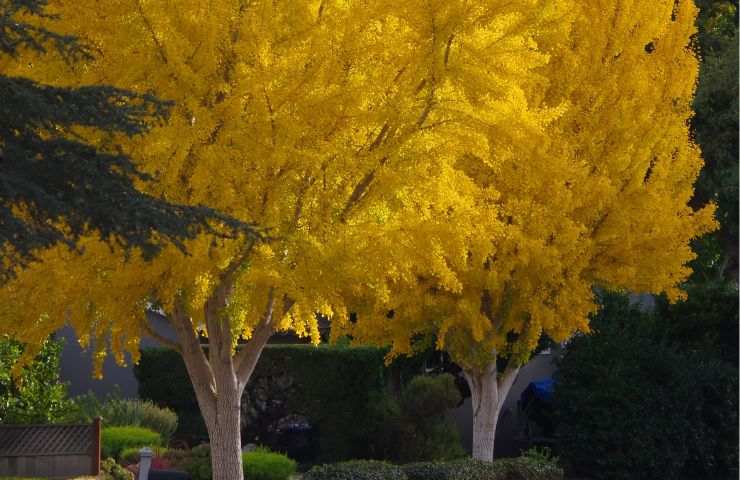 Gingko albero storia