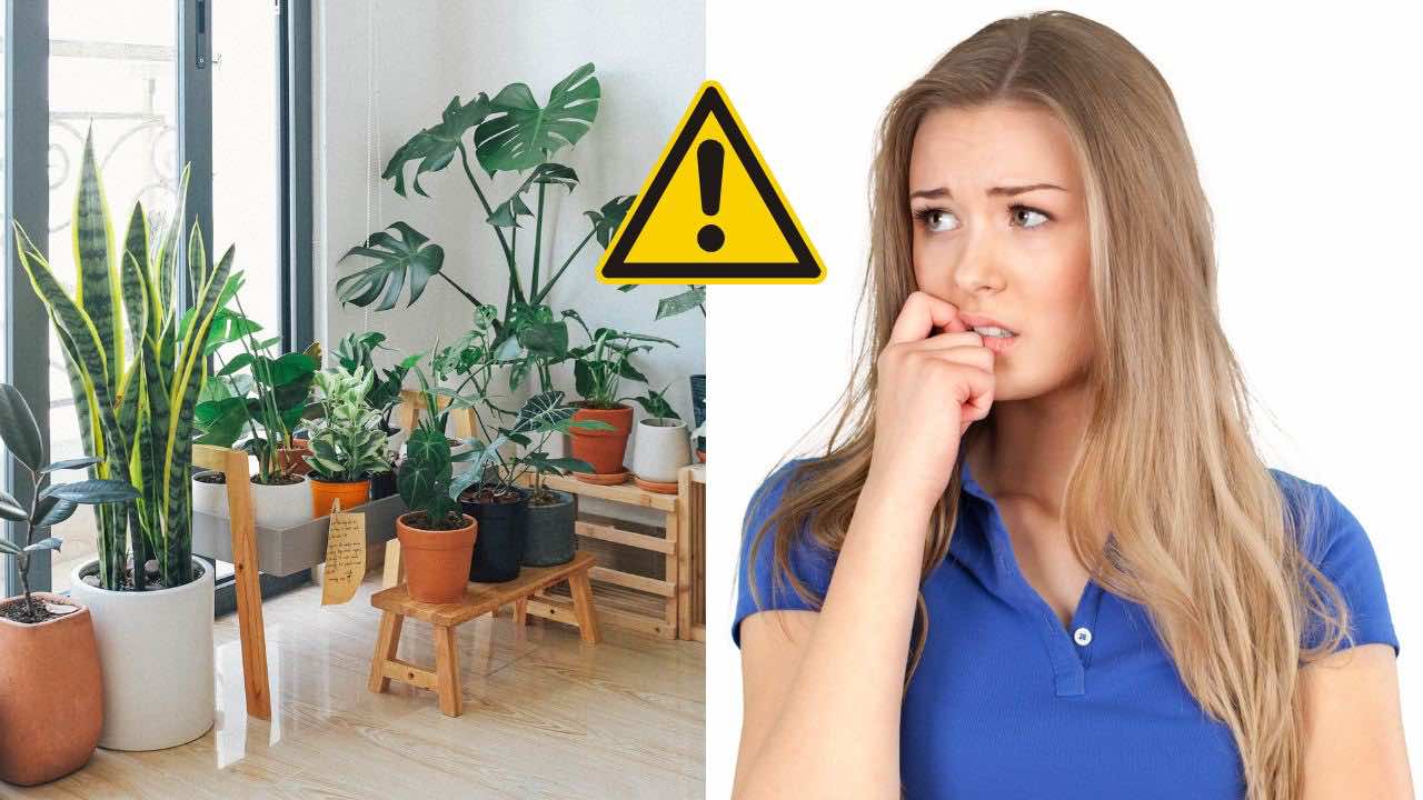piante in casa errore