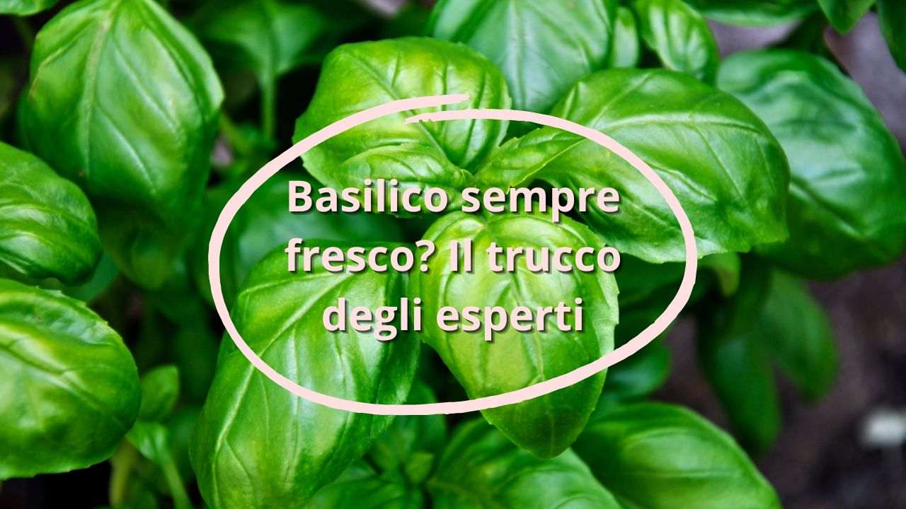 basilico sempre fresco