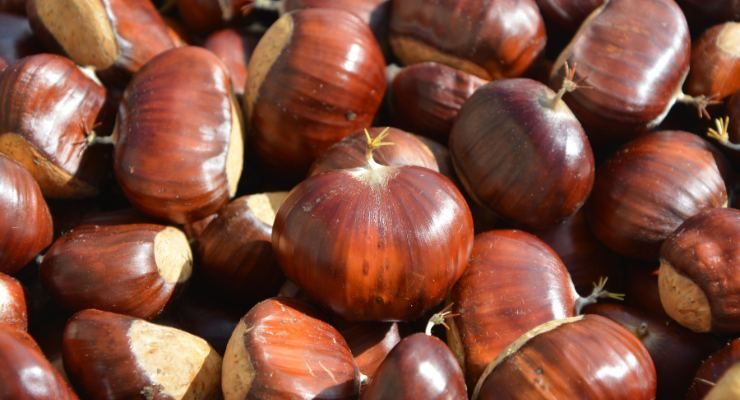 Scegliere le migliori castagne