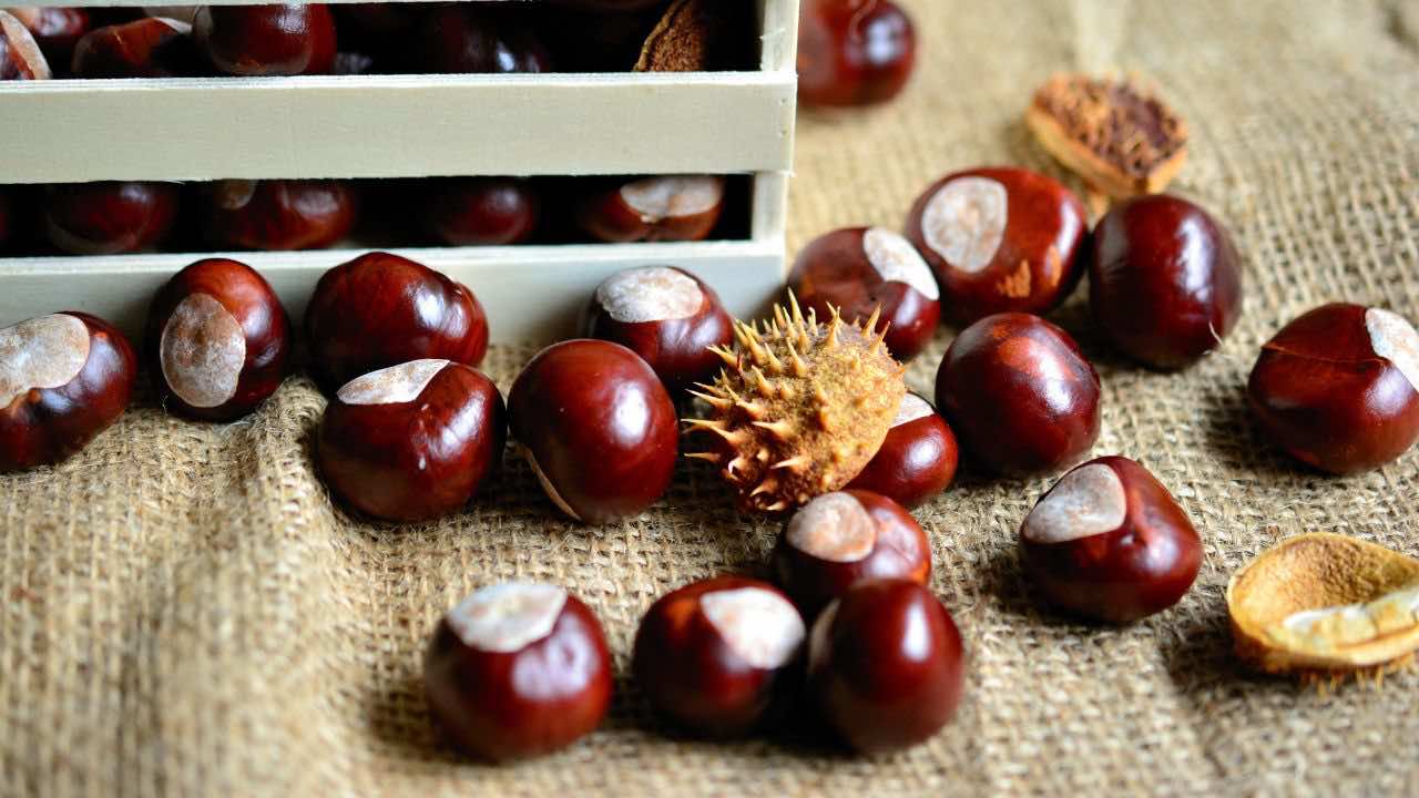 conservare castagne sistema