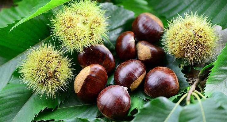 Scegliere castagne più buone trucco